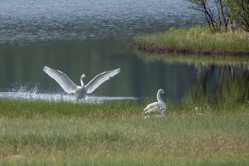 landing swans breeding whooperswan cygnuscygnus sangsvane hekking slettestjønna fugleturjuni2015