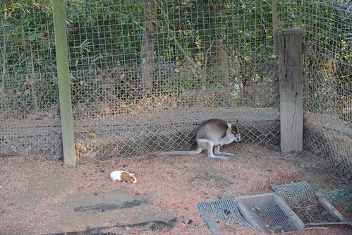 可愛動物區唯一的一隻袋鼠