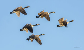 Brian_Flying Geese 1 LG_111816_2D