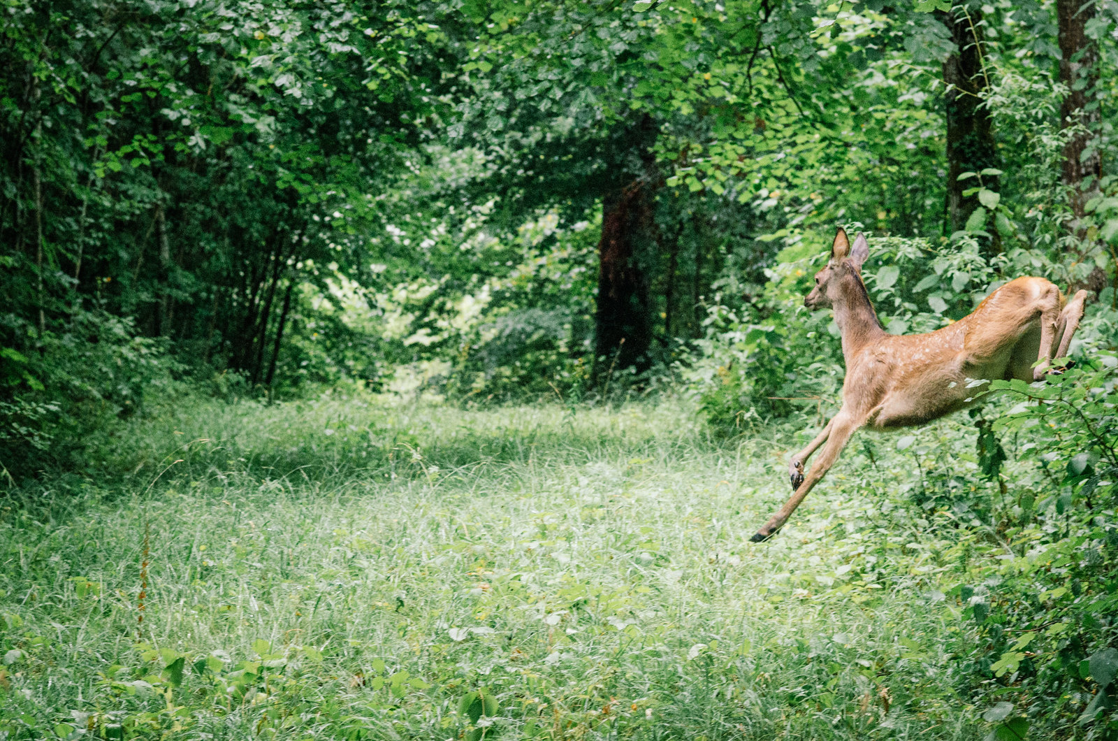 Observer les animaux - Forêt d'Auberive - Le saut de la biche