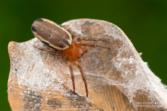 Orb weaver spider (Metazygia sp.) - DSC_7695