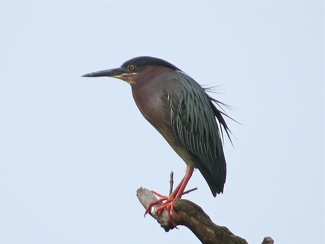 Green Heron at Centennial Park in McLean County, IL 01