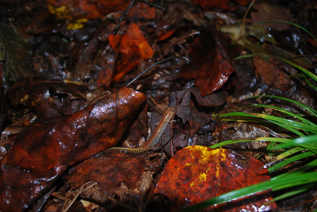 A salamander reveals itself after a rain