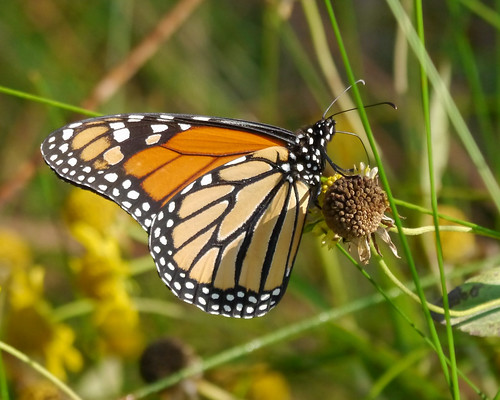 butterfly insect us texas unitedstates wildlife cibolo boerne bioblitz