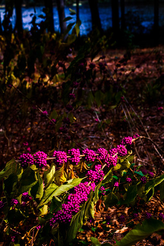 park plant fall nature water us woods texas purple unitedstates americanbeautyberry easttexas kennard ratclifflakerecreationarea