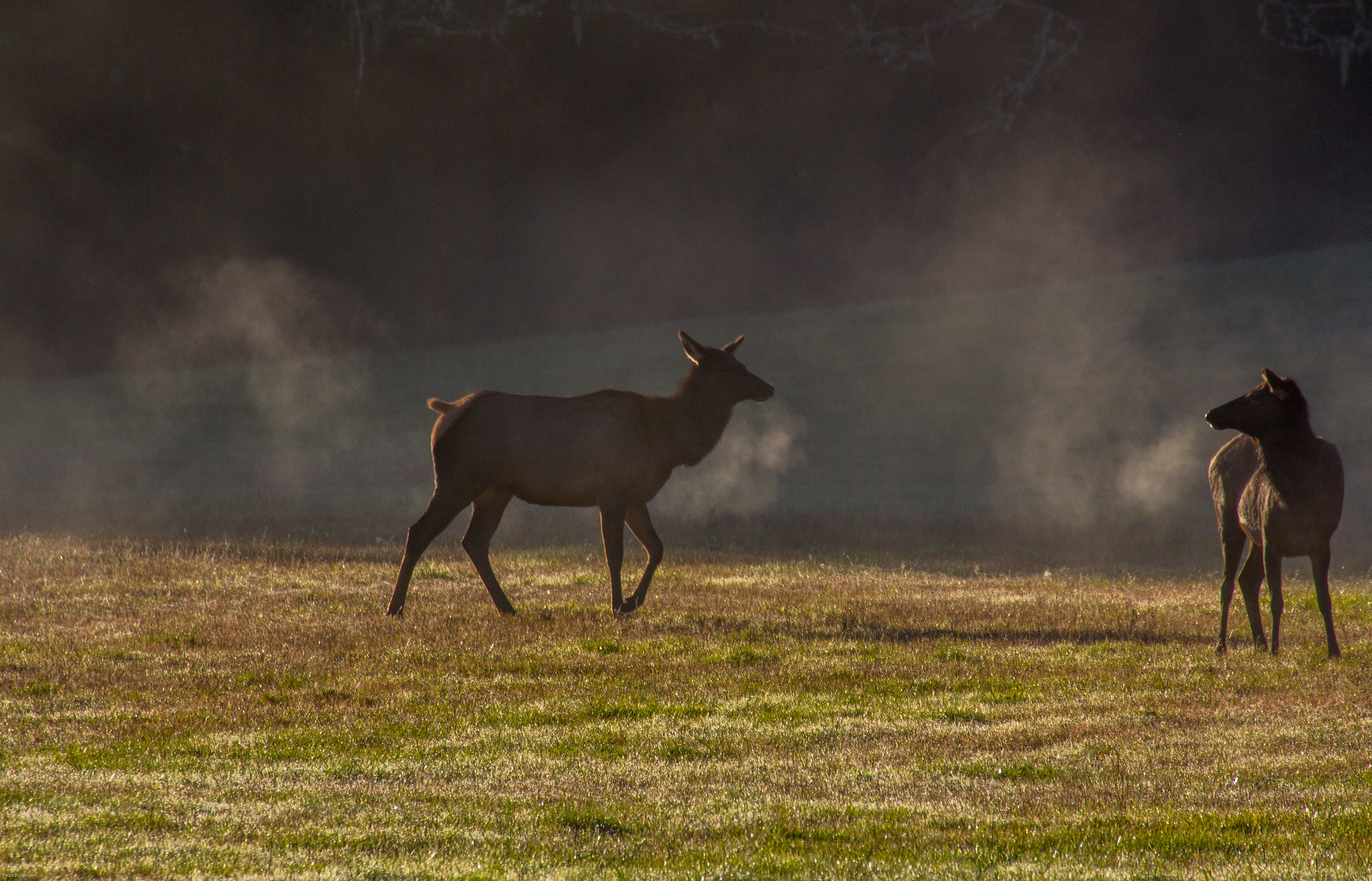 Early Morning Elk, Sappho, WA