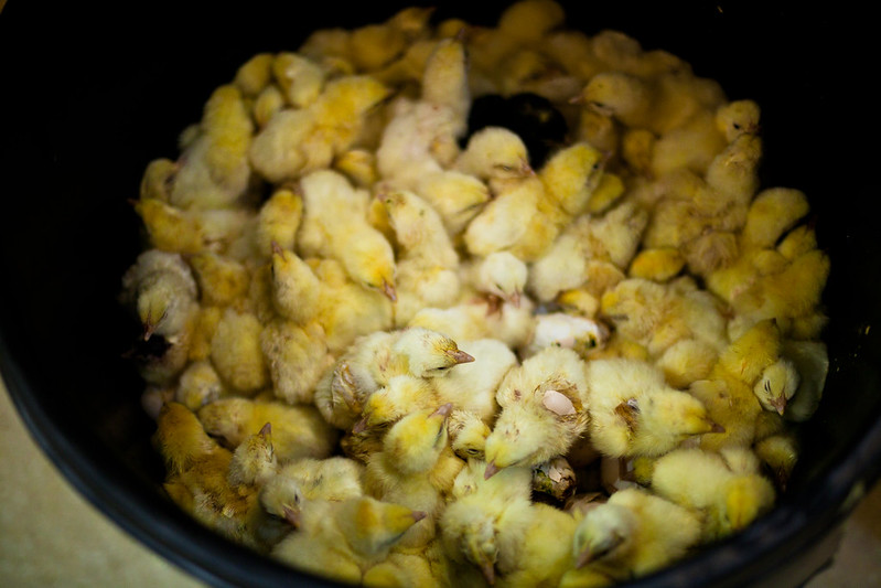 Igualdad Animal muestra la crueldad de las incubadoras de pollos