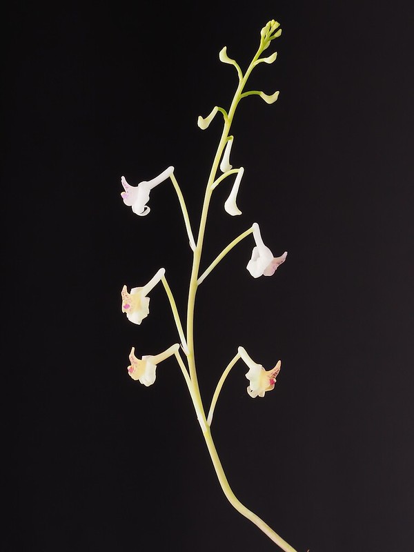 Anthogonium gracile inflorescence