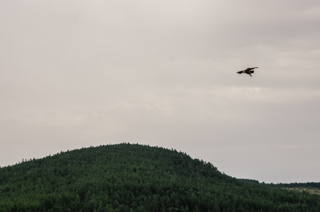 En Lozère, randonnée sous le signe des vautours - Carnet de voyage France
