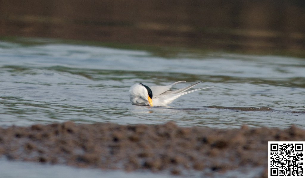 River Tern [Charrán Indio]