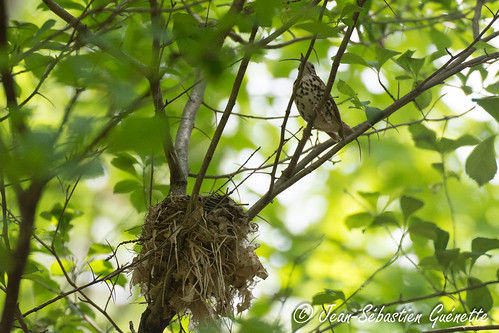 canada bird nid nest wildlife birding québec ornithology birdwatching oiseau faune ornithologie woodthrush saintjoachim grivedesbois