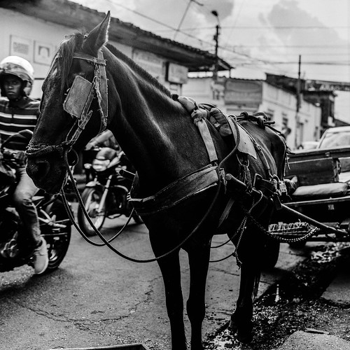 street horse colombia ilfordpanf hasselblad500cm jamundi kodakxtol13 carlzeiss80mmf28planart