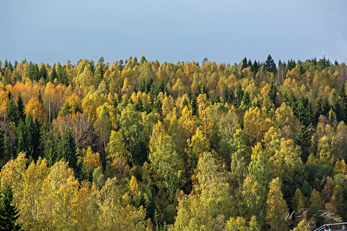 autumn trees green nature yellow forest out sweden ute skog sverige höst träd gröna gula västernorrland dsc0774 atranswe väja väg90 roadno90 lat63lon18