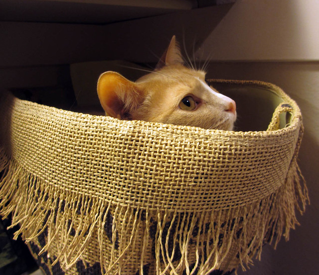 buddy in the basket in the bookcase