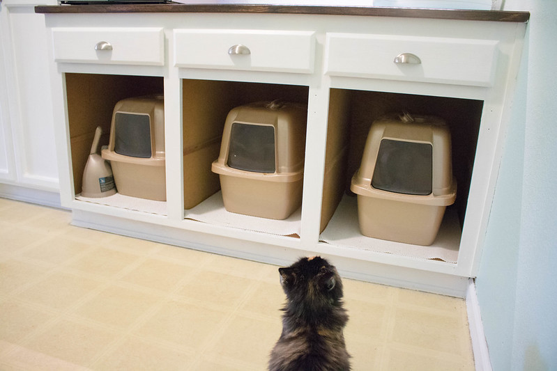 Bella and The Litter Boxes