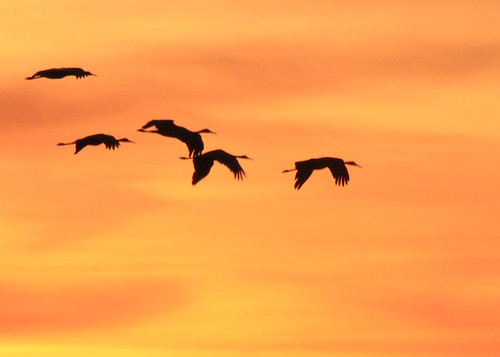 bird birds indiana cranes migration sandhillcrane jasperpulaski