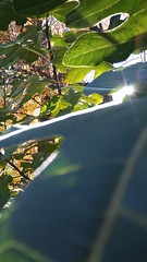 Fig-leaf