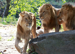 Lions, Bronx zoo