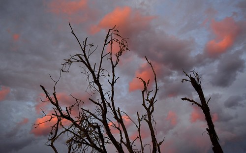 sunset australia nsw sunsetclouds deadtrees northernrivers sunlitclouds scrubbycreek backcreekvalley