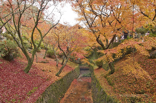 【写真】2014 紅葉 : 東福寺/2019-10-18/IMGP7529
