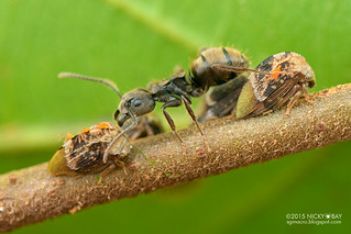 Treehoppers (Adippe inaequalis) - DSC_9950