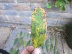 Discoloured leaf