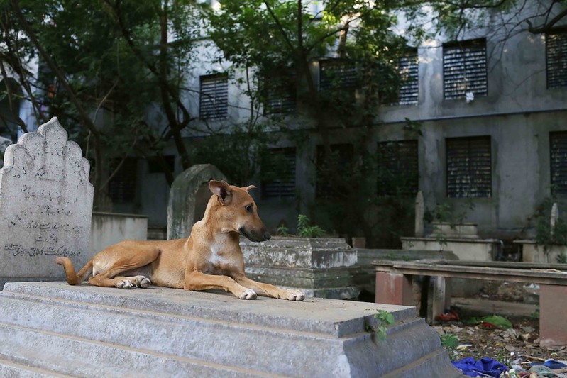Photo Essay - The Brown Dog On a Stone Tomb, Mehrauli
