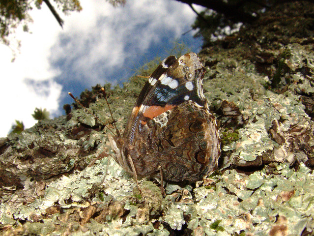 butterfly linville gorge Red Admiral (Vanessa atalanta)