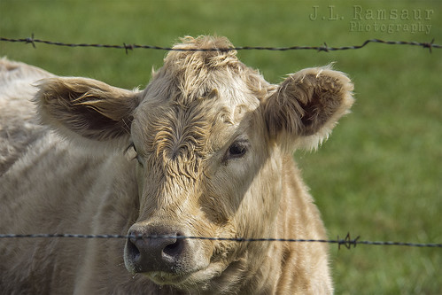 macro cute nature animal closeup rural outdoors photography cow photo nikon dof bokeh tennessee pic depthoffield photograph barbedwire americana thesouth cuteness calf livestock barbedwirefence cumberlandplateau cookeville macrophotography ruralamerica cuteanimals closeupphotography 2015 smalltownamerica putnamcounty cookevilletn middletennessee ruraltennessee babycalf ruralview cookevilletennessee ibeauty tennesseephotographer southernphotography screamofthephotographer jlrphotography photographyforgod d7200 engineerswithcameras god’sartwork nature’spaintbrush jlramsaurphotography nikond7200 cookevegas littlebabycalf blondecalf