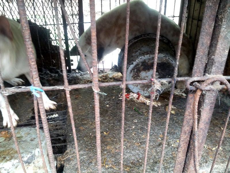 "Hell Hole" Dog farm/slaughterhouse in Yongdang-dong, Yangsan, South Korea.