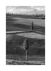 Lines Of Landscape - Two Lollies