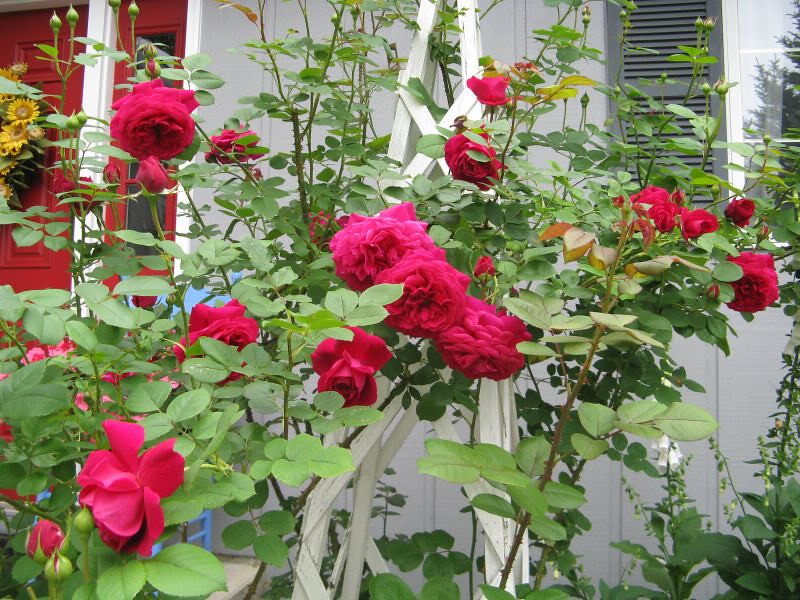 1 cây hồng leo Mỹ Ái 3 năm tuổi đang cho hoa rộ với màu sắc tươi sáng thuần khiết