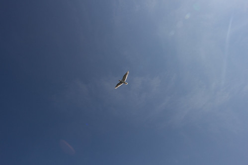 sky nature birds backlight seagull flight