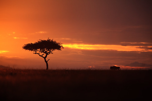 africa tree grass animal silhouette clouds sunrise landscape kenya safari afrika savannah plains acacia wildebeest gamedrive riftvalley eastafrica maasaimara acaciatree republicofkenya narokcounty maranorthconservancy