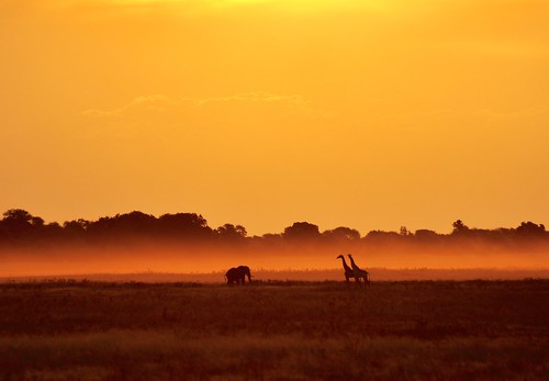 africa light sunset sun elephant nature intense dusk wildlife safari giraffes botswana wilderness dust chobe southernafrica africansunset chobepark
