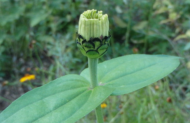 zinnia bud that's about to open