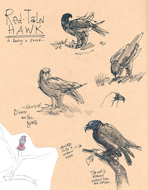 Sketchbook #93: Red Tail Hawk