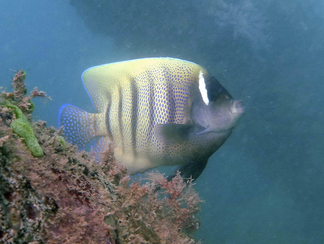 Six-banded angelfish