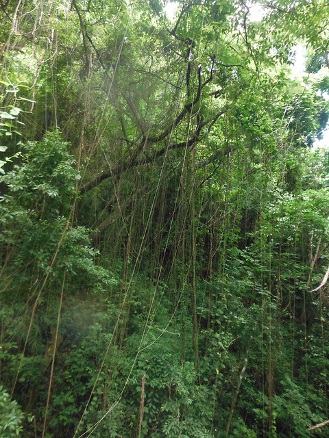 Espeso bosque de la Reserva Atitlán.