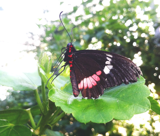 13 vivatramp butterflies uk lifestyle blog