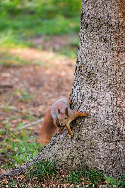 Squirrel in a local park