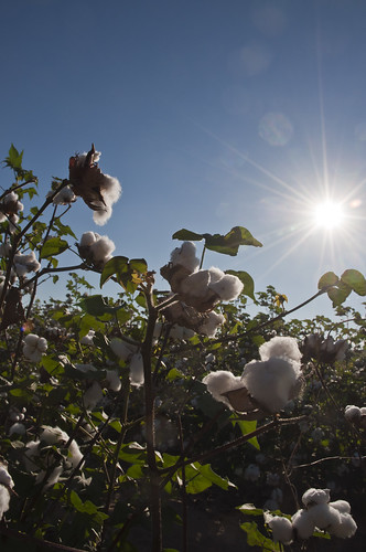 fisherbray usa unitedstates florida santarosacounty nikon d5000 milton hollandfarms farm cotton