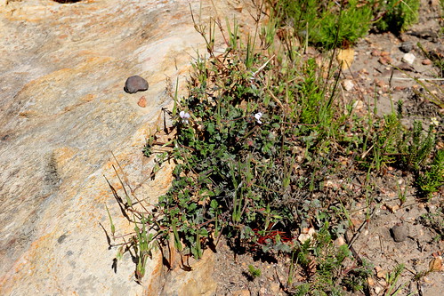 Pelargonium myrrhifolium var. myrrhifolium
