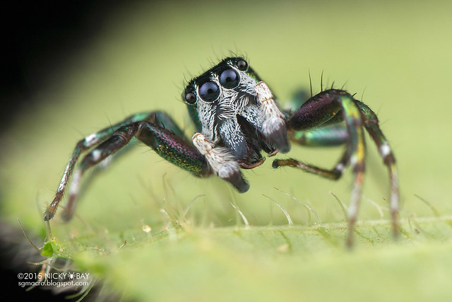 Jumping spider (Cosmophasis sp.) - DSC_4742