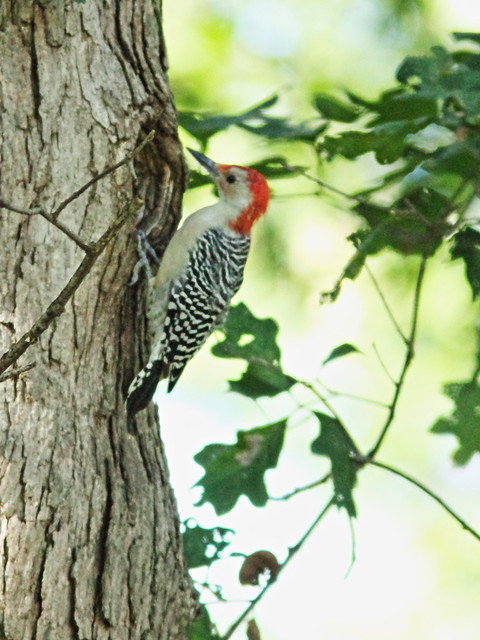 Red-bellied Woodpecker 20150921
