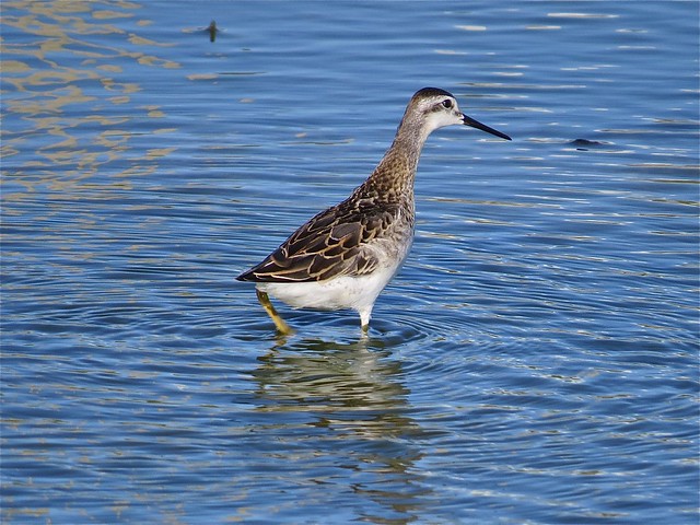 Wilson's Phalarope at El Paso Sewage Treatment Center in Woodford County, IL 01