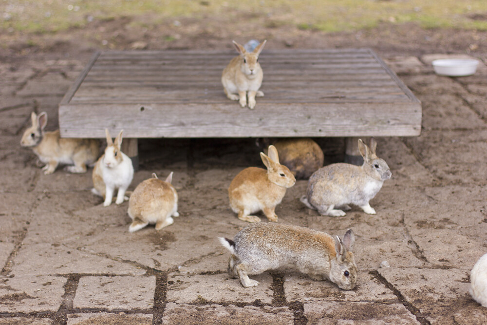 Okunoshima Japan Rabbit Bunny Island Tourist Okuno-shima rabbits bunnies cute