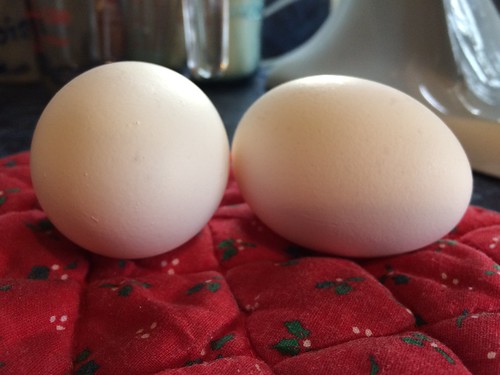 the incredible, edible egg