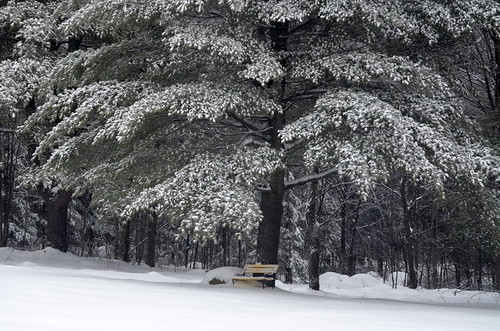 2015 canada ontario on winter northamerica bancroft snow ice bench trees woods plants landscape seat