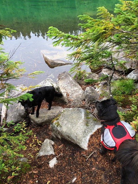 dogs at the lake edge